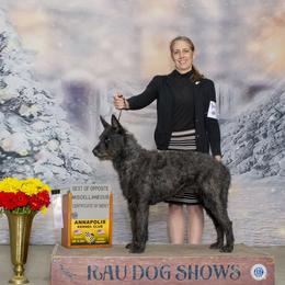 Molly - Dutch Shepherd