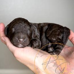 Ralph (orange collar) - Chocolate male Goldendoodle puppy in Murrieta, California from Apricot Poodles & Goldendoodles, LLC