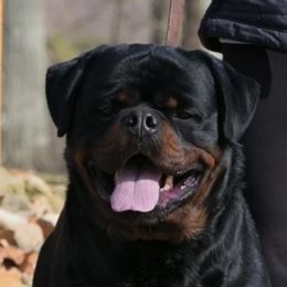 Nanuk - Rottweiler