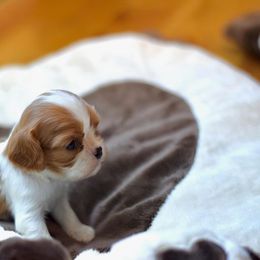 Cavalier King Charles Spaniel Puppies from Cavalier Obsession