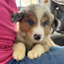 Blueberry, AKC Mini Aussie, Blue Merle Boy with Natural Tail - Blue merle male Miniature Australian Shepherd puppy in Douglas, Arizona from Starry-Eyed Mini Aussies with Tails