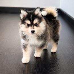 Ranger - Gray and white male Pomsky puppy in La Verne, California from Red Cedar Pomskies