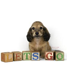 Dachshund puppies from Legacy Lane Dachshunds