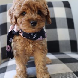 Cavapoo, Goldendoodle, and Poodle Puppies from Pitter Patter Puppies