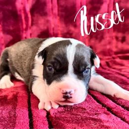 Russet - Seal brown male American Pit Bull Terrier puppy in Nine Mile Falls, Washington from Bartin Kennels