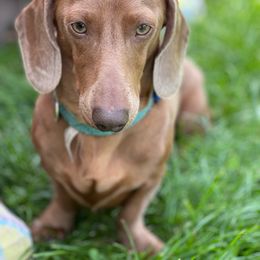 Ollie - Dachshund