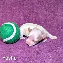 Yasha - Red and white female Cockapoo puppy in Sunset, Louisiana from Cano Cockapoos