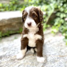 Bernedoodle, Cavapoo, and Goldendoodle Puppies from Doodle Amore