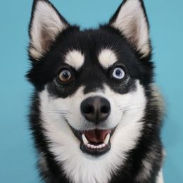 Pomskies from Spirit Pomskies
