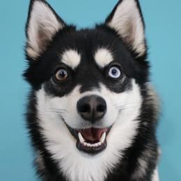 Pomskies from Spirit Pomskies