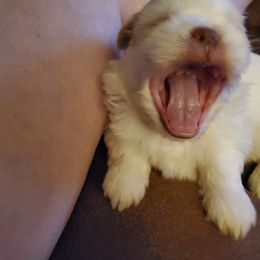 Shih Tzus from Christye Bolen
