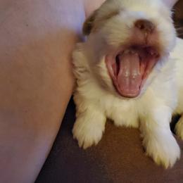 Shih Tzus from Christye Bolen