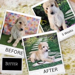 Butter - Cream Poodle puppy in Mcbain, Michigan from Northern Creek