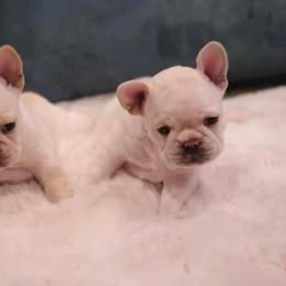 French Bulldog Puppies from Short Leg Frenchies