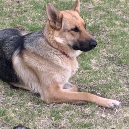 Kimba - German Shepherd