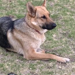 Kimba - German Shepherd