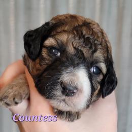 Countess (Purple Collar) - Sable female Goldendoodle puppy in Scurry, Texas from 07 Seven Oaks Goldens and Doodles