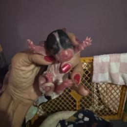 Parti girl - Parti female Yorkshire Terrier puppy in Ohio from Britt n Cindys Yorkshire Terriers