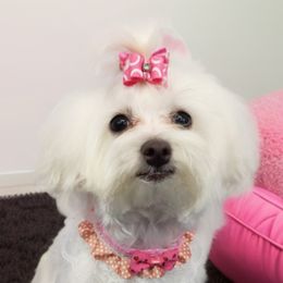 Chiki - Maltese