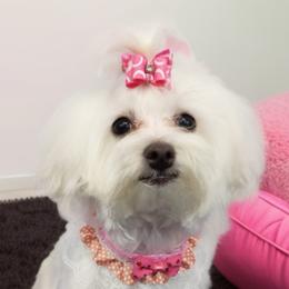 Chiki - Maltese