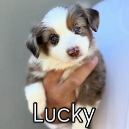 Lucky - Red merle male Toy Australian Shepherd puppy in Riverton, Utah from Iron Spirit Homestead & Aussies