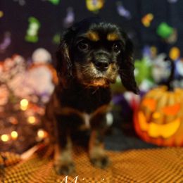 Minnie - Black and tan female Cavalier King Charles Spaniel puppy in Broken Arrow, Oklahoma from Cavalier King Charles Heartland