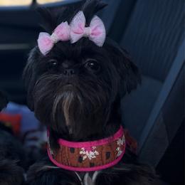 Pixie - Black and white female Shih Tzu puppy in Las Vegas, Nevada from Vegas Shih Tzus
