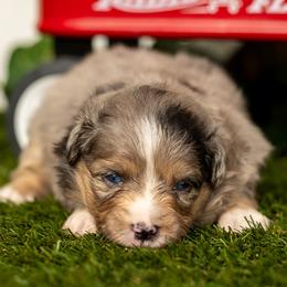 Malibu - Blue merle female Toy Australian Shepherd puppy in Granbury, Texas from Best Little Aussies