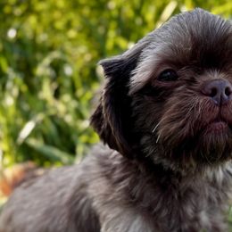 Shih Tzus from Pine Pawz