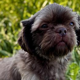 Shih Tzus from Pine Pawz