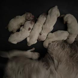 5 - White male West Highland White Terrier puppy in Prudenville, Michigan from Randy Ellen West Highland White Terriers of Michigan