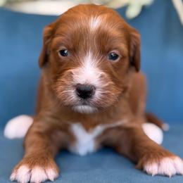 Nash - Red  male Goldendoodle puppy in Yuciapa, California from AlltheDoodlez_