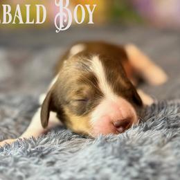 Chocolate cream Pie - Cream male Dachshund puppy in Rainier, Oregon from Doxies in Wonderland