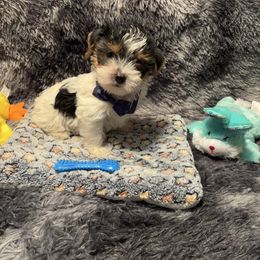 Teddy - Parti male Yorkshire Terrier puppy in Brandenburg, Kentucky from Lil Amazing Paws Yorkshire Terriers