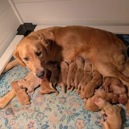 Girl 1 - Golden female Golden Retriever puppy in Rockaway Beach, Oregon from Beach Town Bullies/Sky High Golden Retrievers