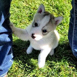 Siberian Husky Puppies from Light Foot Kennel