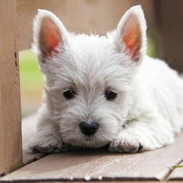 West Highland White Terrier Puppies from The West Acres