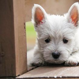 West Highland White Terrier Puppies from The West Acres