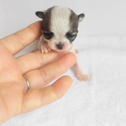 Bennie - Chocolate sabled fawn male Chihuahua puppy in Wayland, Michigan from MI Chihuahua