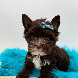 Nash - Liver male Yorkshire Terrier puppy in Benton, Illinois from Furry Tailz Yorkies