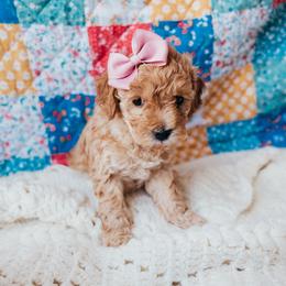 Pink - Apricot female Poodle puppy in Las Vegas, Nevada from Vegas Toy Poodles