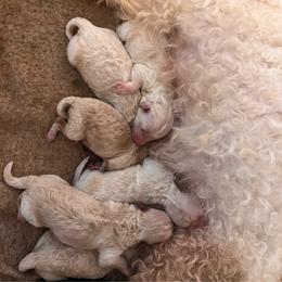 Graham - Blenheim male Cavachon puppy in Fairmont, West Virginia from Robin Nelson