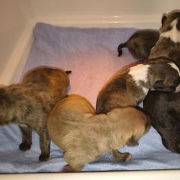 Brindle girl 1 - Brindle female Miniature Bull Terrier puppy in Denton, North Carolina from Rossi River Minibulls