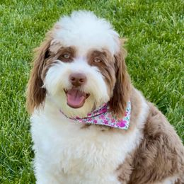Ruby - Aussiedoodle