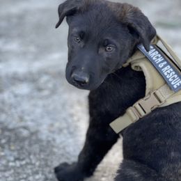 Belgian Malinois and Dutch Shepherd Puppies from Mercy Kennels
