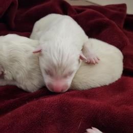 PINK - White female Samoyed puppy in San Antonio, Texas from Hill Country Samoyeds