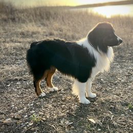 Buzz - Miniature American Shepherd