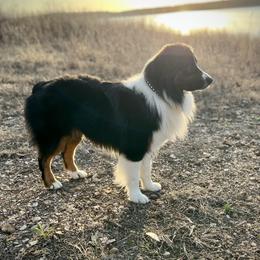 Buzz - Miniature American Shepherd