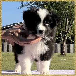 Oscar - Black male Border Collie puppy in New Market, Alabama from Kensington Border Collies