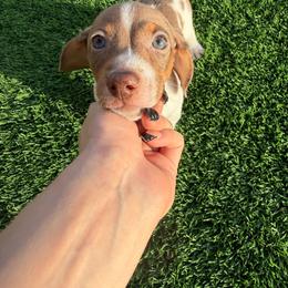 Chico - Chocolate and tan male Dachshund puppy in Tucson, Arizona from Crowned Doxies